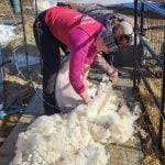 A woman bends over as she shears a sheep in small holding pen. The wool she's already shorn lays in a pile beside her feet.