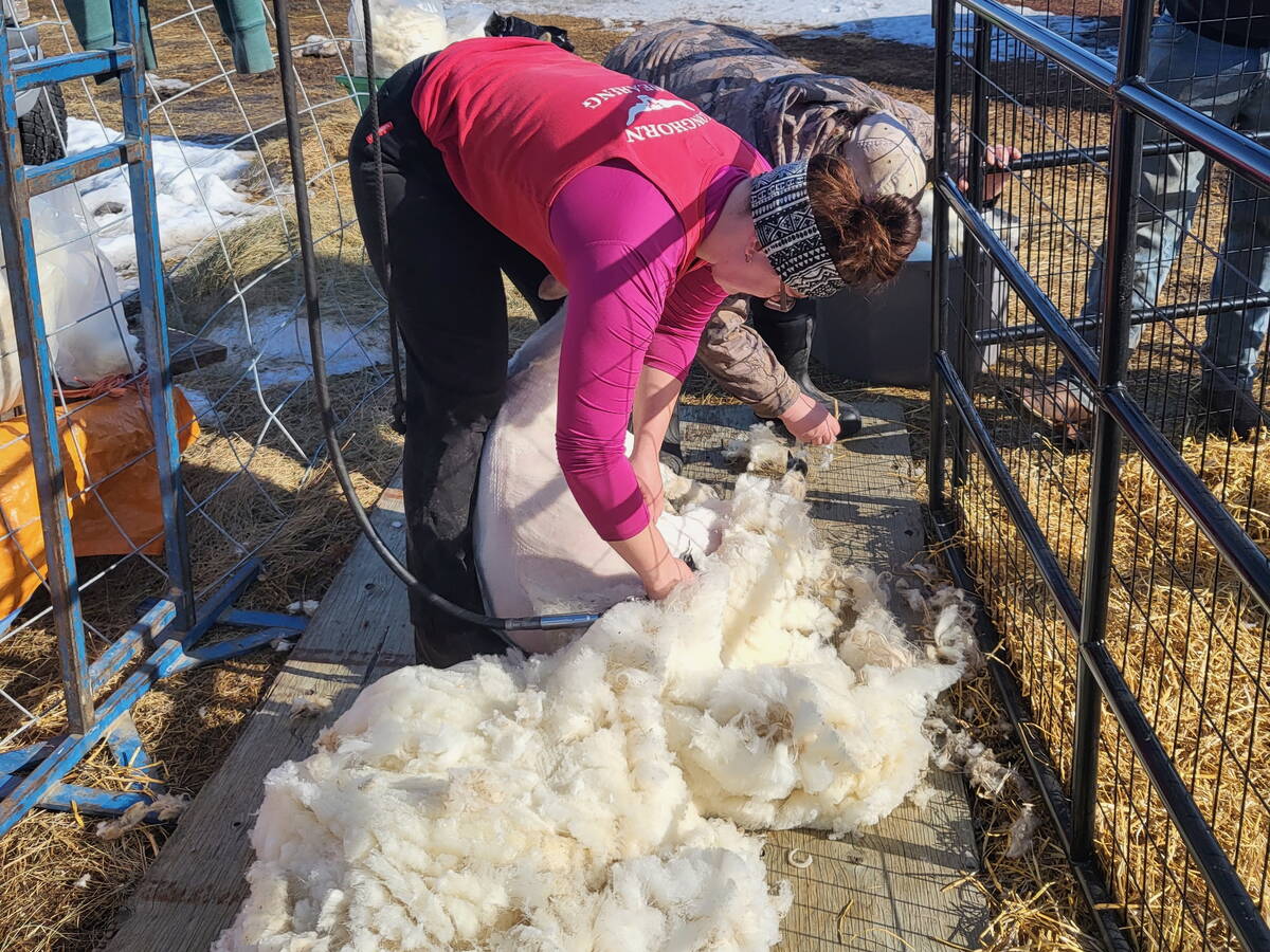 A woman bends over as she shears a sheep in small holding pen. The wool she's already shorn lays in a pile beside her feet.