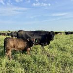 A cow-calf pair on pasture.
