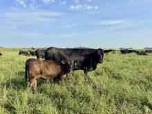 A cow-calf pair on pasture.