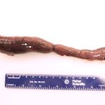 The spleen of a beaver lays on a white surface above a blue ruler for scale.