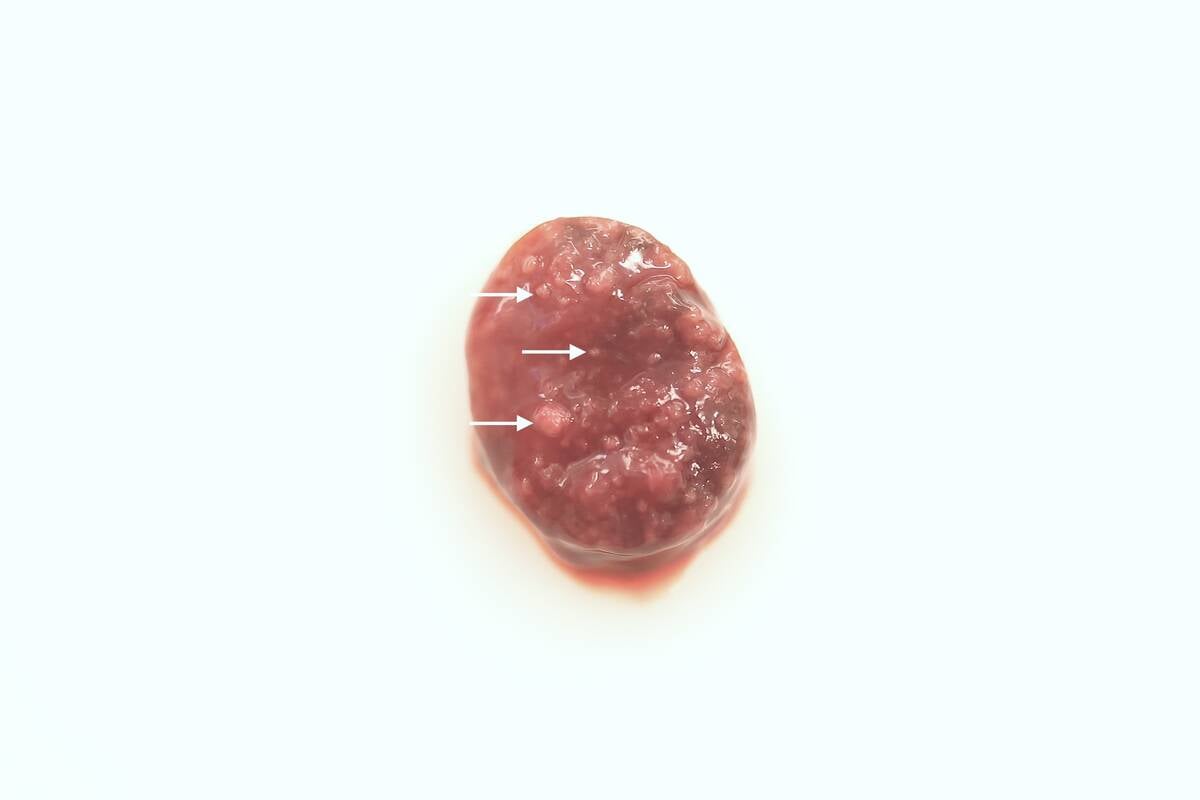 A cross section of a beaver spleen showing small areas of tissue death.