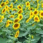 Bird repellent gets emergency approval for sunflowers