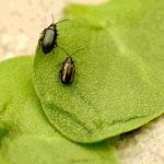 A close-up of two flea beetles, one a crucifer the other striped, sit on a green leaf.