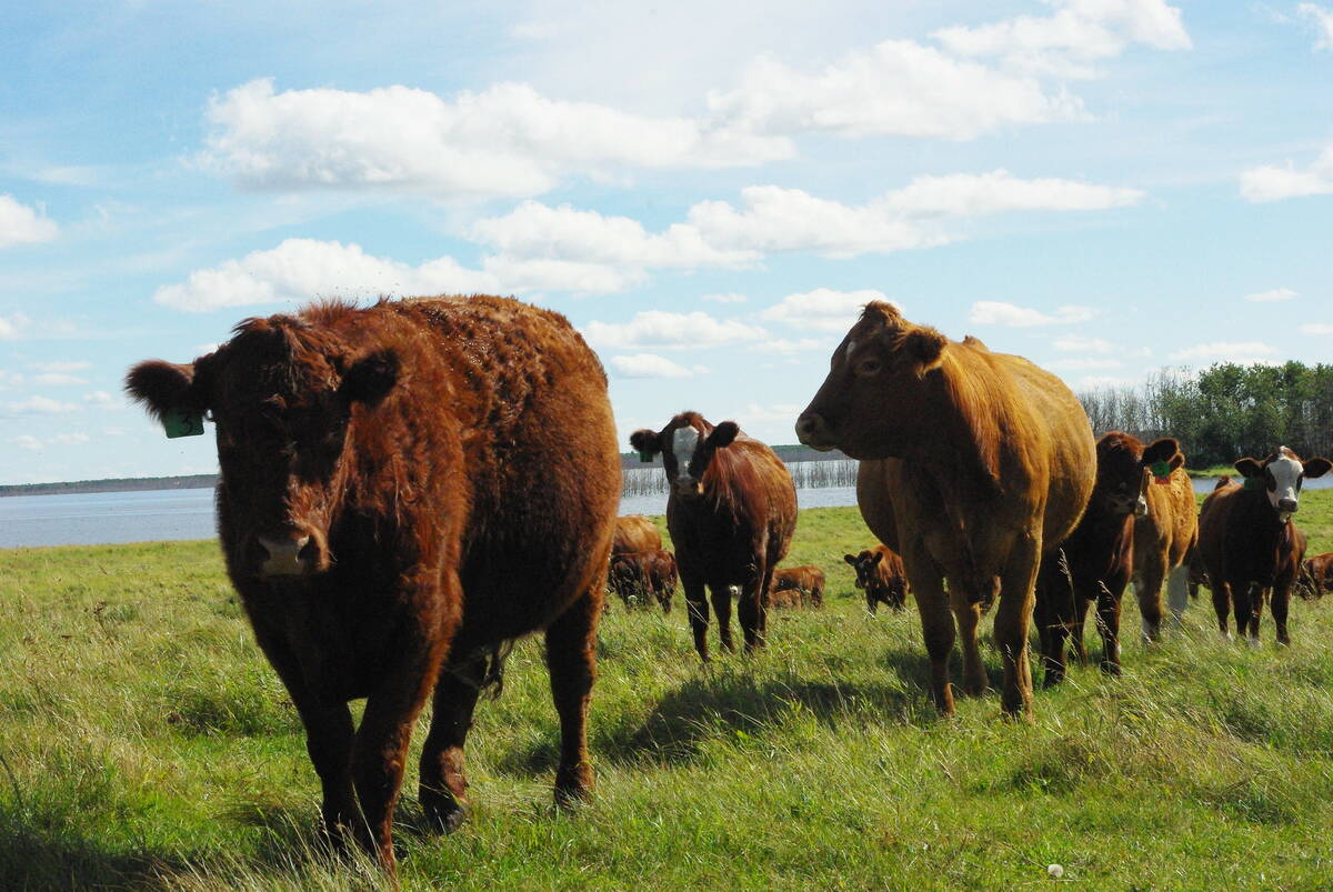 Cattle on pasture. PHOTO: FILE
