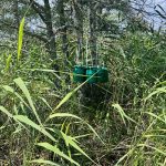 Green, plastic pheromone traps hang from a tree branch in thick underbrush in the summer in northern Saskatchewan.
