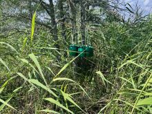 Green, plastic pheromone traps hang from a tree branch in thick underbrush in the summer in northern Saskatchewan.