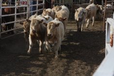 A group of cattle run down a laneway at an auction.