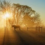 Can folklore predict winter weather?