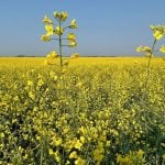 Record canola harvest expected