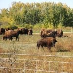 Bison graze in pasture in fall.