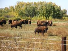 Bison graze in pasture in fall.