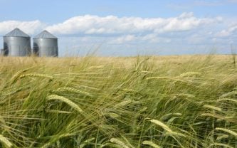 Ripening heads of a barley crop bend over in a field with two round metal grain bins in the background on a sunny summer day with a few white clouds in the sky.