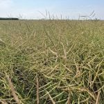 Pods ripen in a canola field near Selkirk, Manitoba in late August, 2024.