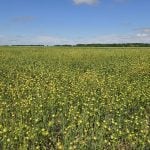 A field of flax at a Manitoba Crop Diversification Centre near Carberry, Manitoba, on August 6, 2025.