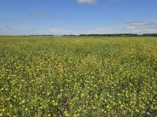 A field of flax at a Manitoba Crop Diversification Centre near Carberry, Manitoba, on August 6, 2025.