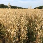 A field of ripe oats in St. Andrews, Manitoba, in 2018.