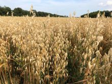 A field of ripe oats in St. Andrews, Manitoba, in 2018.