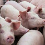 Pigs huddle close together in an indoor pen.