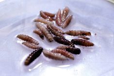 Mexico sees 32 per cent jump in flesh-eating screwworm cases since August as cases move north