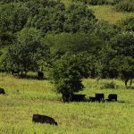 Cattle graze in a lush green valley pasture among the trees.
