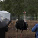 Supporters of Universal Ostrich Farms stand near an ostrich at the farm property in Edgewood, B.C., on Saturday, May 17, 2025. Photo: Aaron Hemens/The Canadian Press via ZUMA Press