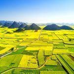Short rapeseed crop may put China in a bind