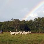A rancher on horseback herds cattle in Minas Gerais State, Brazil. There is a rainbow in the cloudy sky terminating behind some trees in the distance.