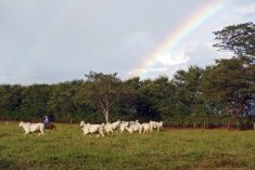 A rancher on horseback herds cattle in Minas Gerais State, Brazil. There is a rainbow in the cloudy sky terminating behind some trees in the distance.