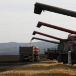 A lineup of four combines wait their turn to unload their harvested crop into a waiting grain truck in Russia.
