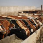 Cattle eat chop from a concrete bunk at a feedlot.