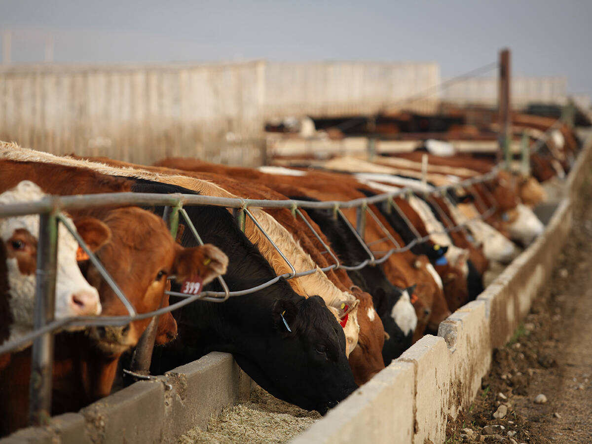 Cattle eat chop from a concrete bunk at a feedlot.