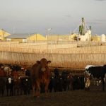 Cattle stand on a hill in a fenced paddock in a feedlot. Numerous other pens of the large feedlot are visible in the background.