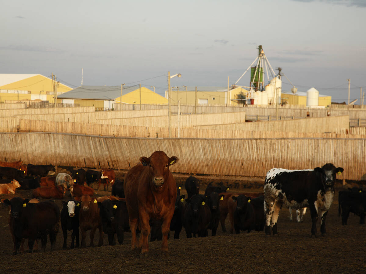 Cattle stand on a hill in a fenced paddock in a feedlot. Numerous other pens of the large feedlot are visible in the background.