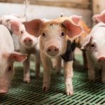 Pigs stand on a slotted floor in a modern pig barn.