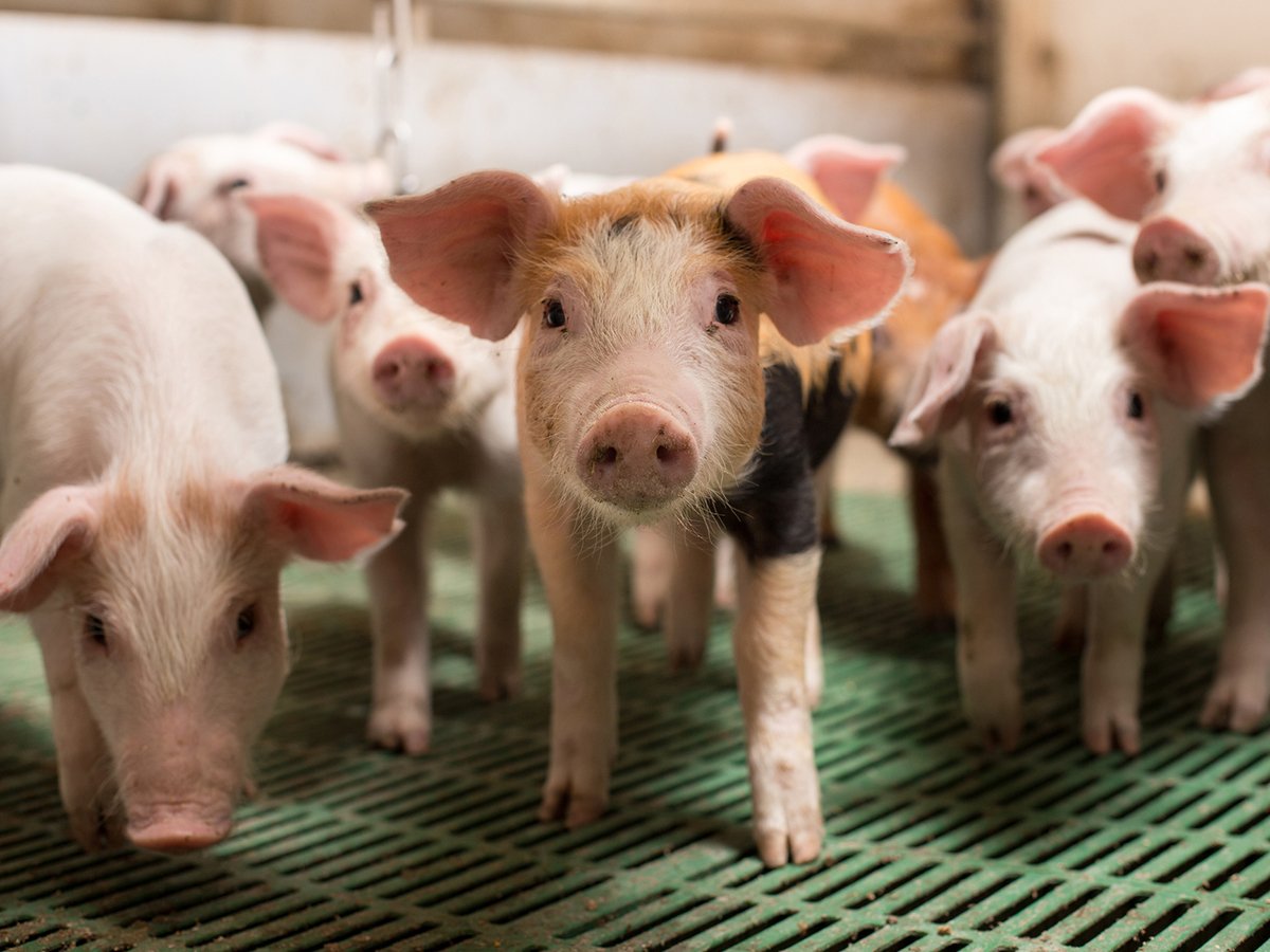 Pigs stand on a slotted floor in a modern pig barn.