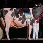 Lovhill Sidekick Kandy Cane was the Grand Champion Holstein at the 2025 World Dairy Expo.