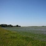 Flax field starting to bloom near Rosthern, Saskatchewan, on a clear summer morning.