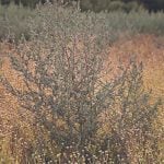 A large kochia plant stands above the crop around it.