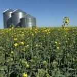 A low angle photo of a canola crop just starting to bloom with three round, steel grain bins in the background.