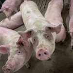 Pigs in a pen look up at the camera.