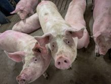 Pigs in a pen look up at the camera.