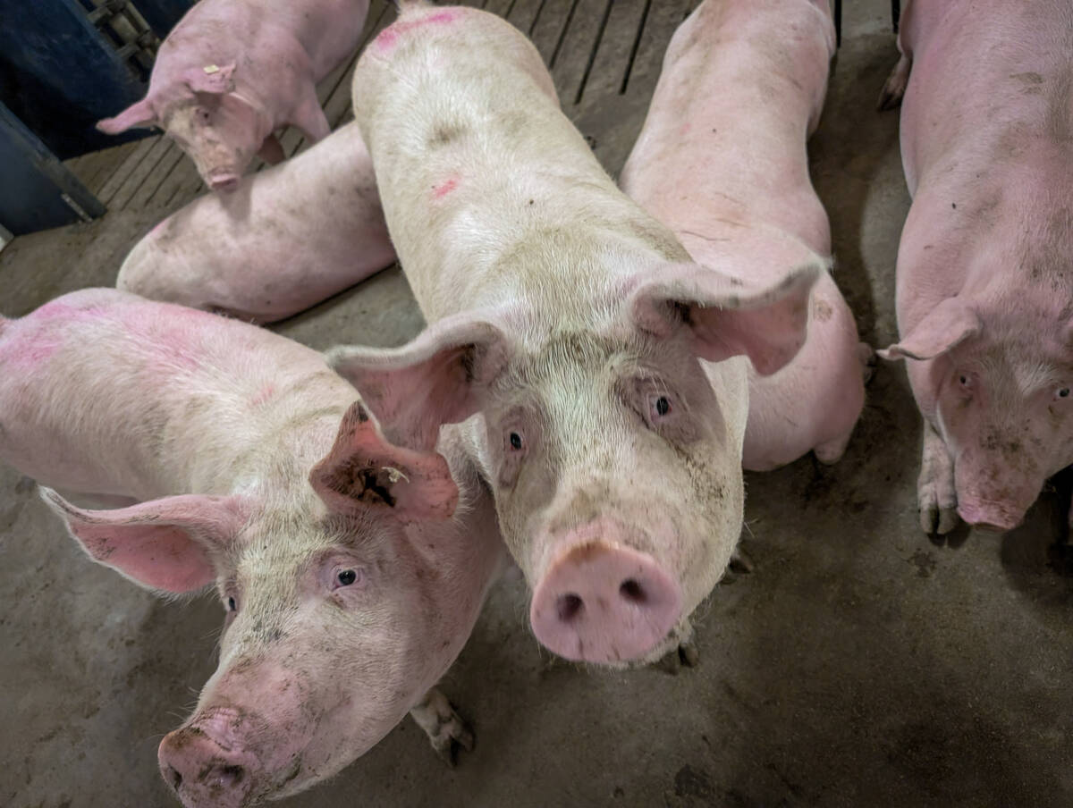 Pigs in a pen look up at the camera.