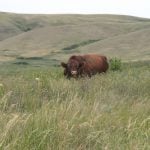 A bull chews contentedly in a lush pasture.