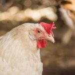 Photo: Lesichkadesign/Getty Images Plus
