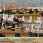 Horses mull around in several different pens in a horse feedlot.