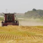 A swathed cereal crop is combined in west-central Manitoba August 30, 2025.