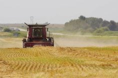 A swathed cereal crop is combined in west-central Manitoba August 30, 2025.