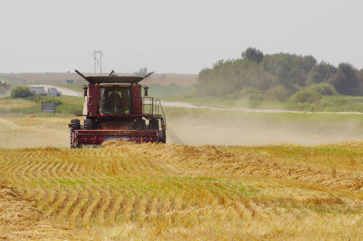 A swathed cereal crop is combined in west-central Manitoba August 30, 2025.