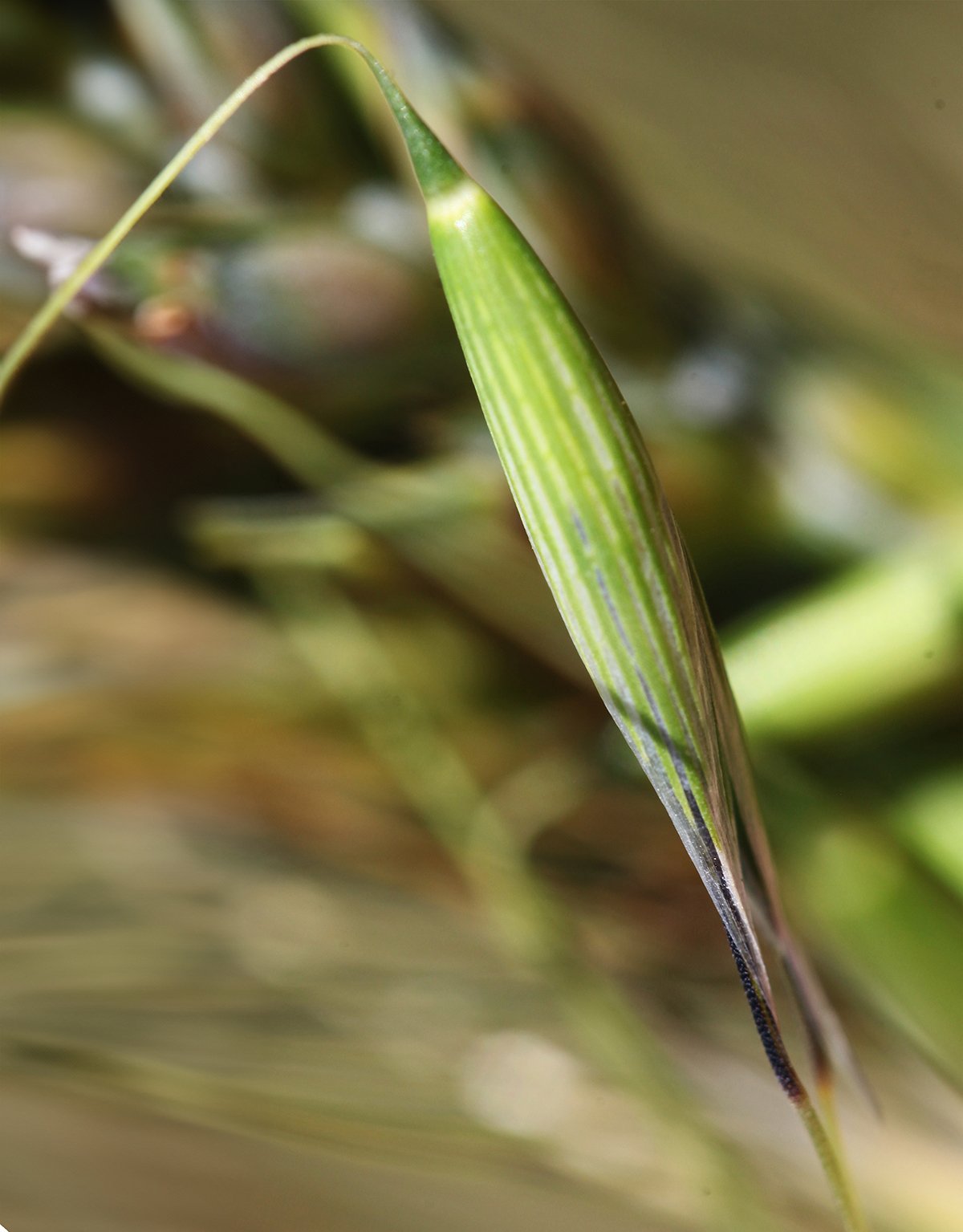 A close-up of a lone wild oat seed pod.